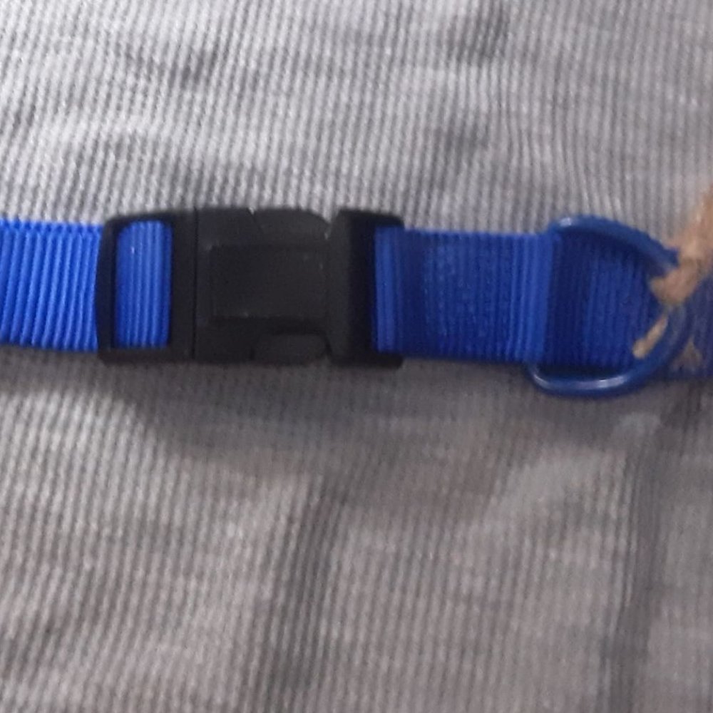 20'- 26' blue dog collar